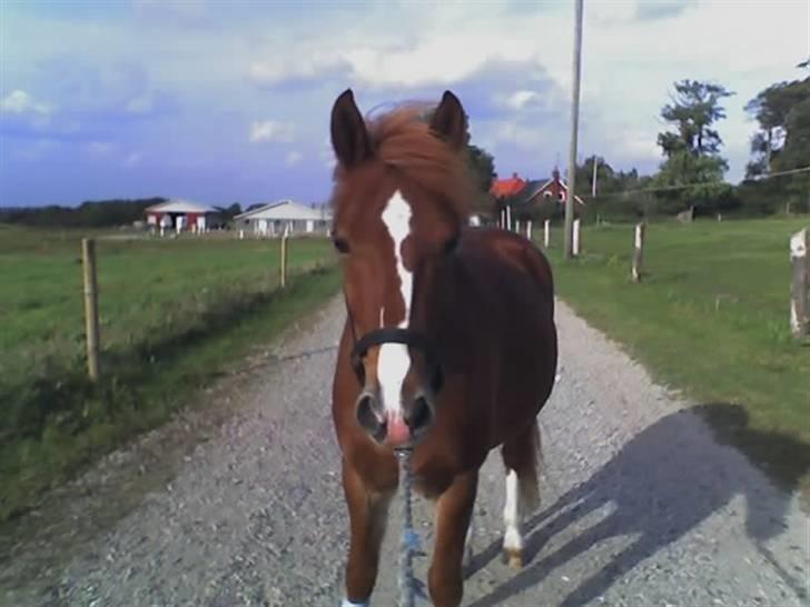 Anden særlig race Lucky Boy <3 - Fra seneskaden <3 billede 8