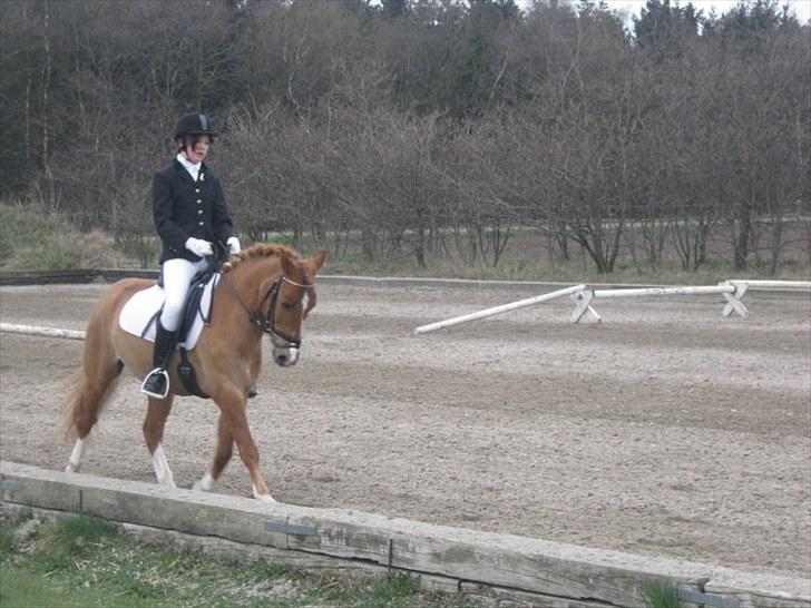 Anden særlig race Lucky Boy <3 - TS ryttertræf. LB2 66,15 % 1. plads billede 10