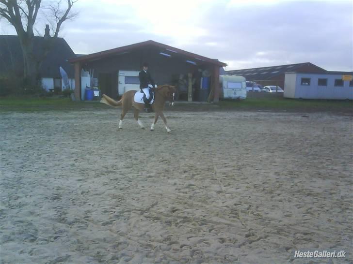 Anden særlig race Lucky Boy <3 - Stævne i Revsø, første La1 ;ii Opvarmning <3 billede 11