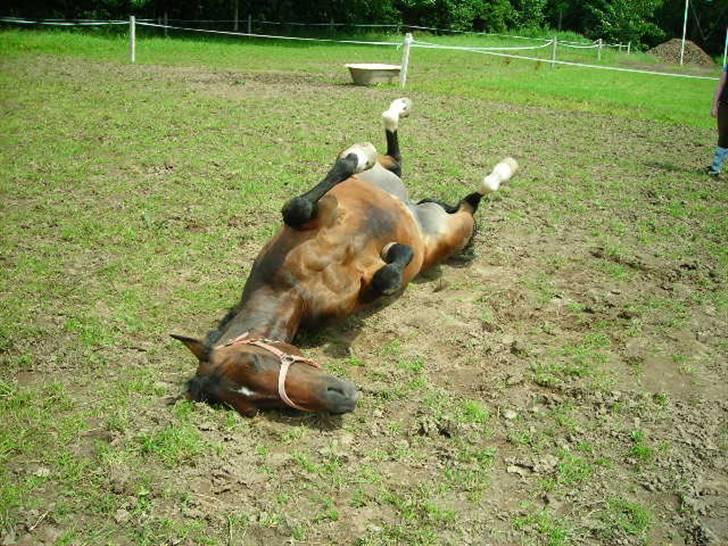 Anden særlig race Ronja (Tidl. hest) - Uhh, Det er dejligt med en rulletur på marken d: billede 2