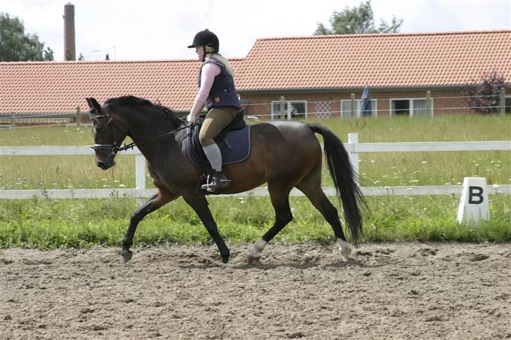 Anden særlig race Ronja (Tidl. hest) - Dressur en varm dag..  billede 3