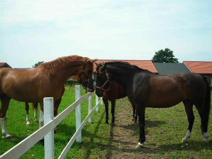 Anden særlig race Ronja (Tidl. hest) - Jeg flirter lidt med Bemcha, Han er da ret lækker ;b billede 4