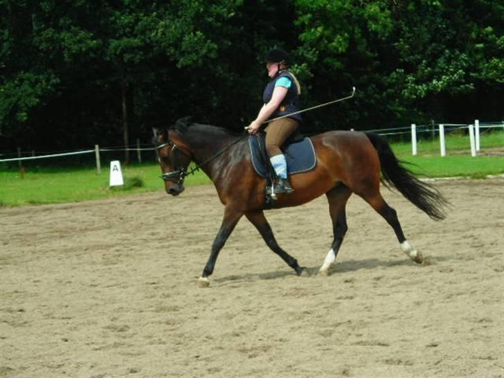 Anden særlig race Ronja (Tidl. hest) - Dressur, min lille stjerne <33 billede 7