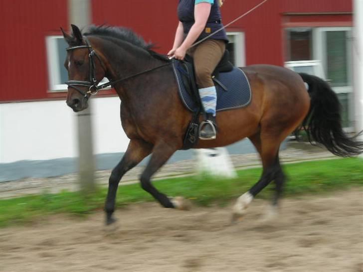 Anden særlig race Ronja (Tidl. hest) - Øvelse gør mester :) billede 14