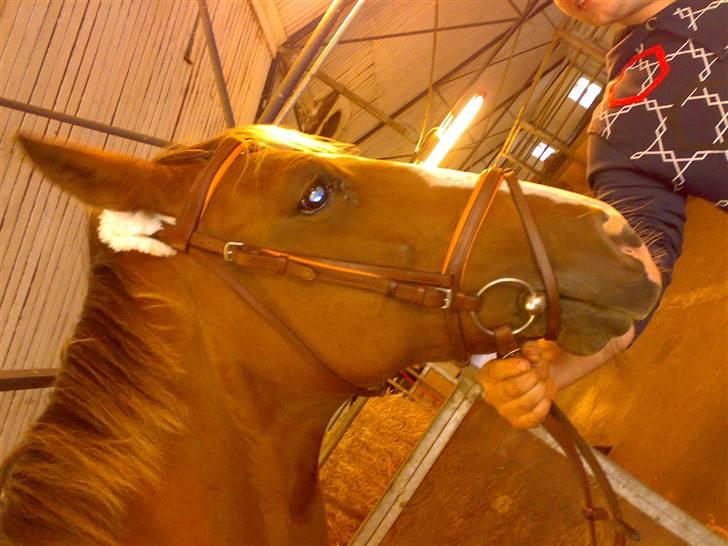 Hollandsk Varmblod nugget *SOLGT* billede 2