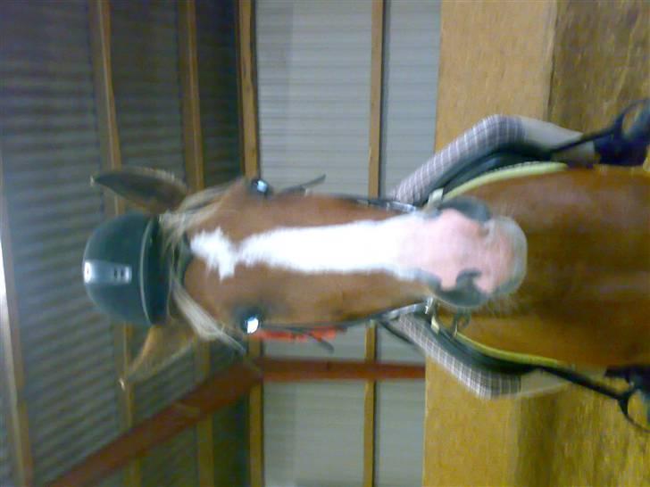 Hollandsk Varmblod nugget *SOLGT* billede 3