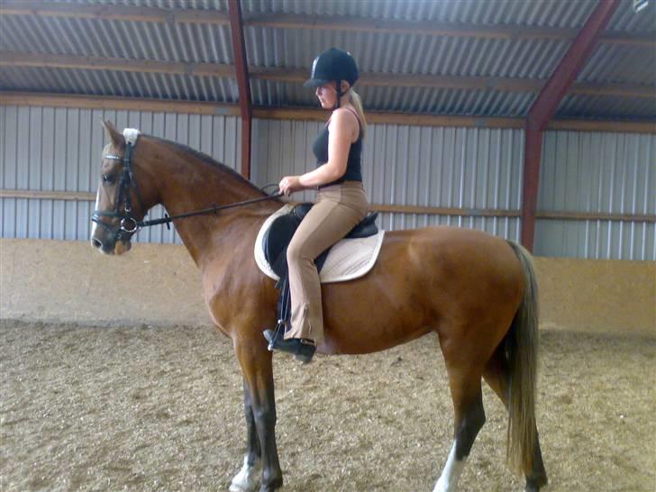 Hollandsk Varmblod nugget *SOLGT* billede 4