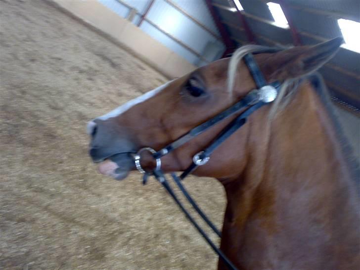 Hollandsk Varmblod nugget *SOLGT* billede 5