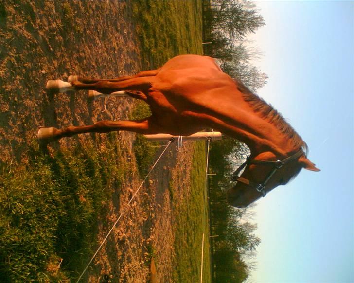 Hollandsk Varmblod nugget *SOLGT* billede 6