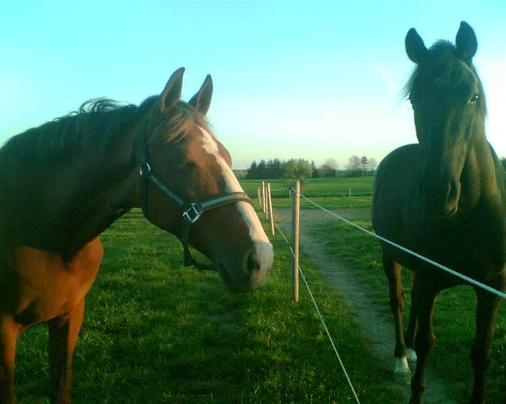 Hollandsk Varmblod nugget *SOLGT* billede 7