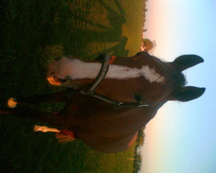 Hollandsk Varmblod nugget *SOLGT* billede 8