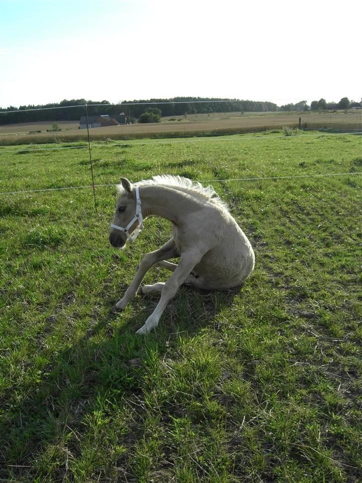 Palomino Brattensborgs BaileySOLGT billede 18