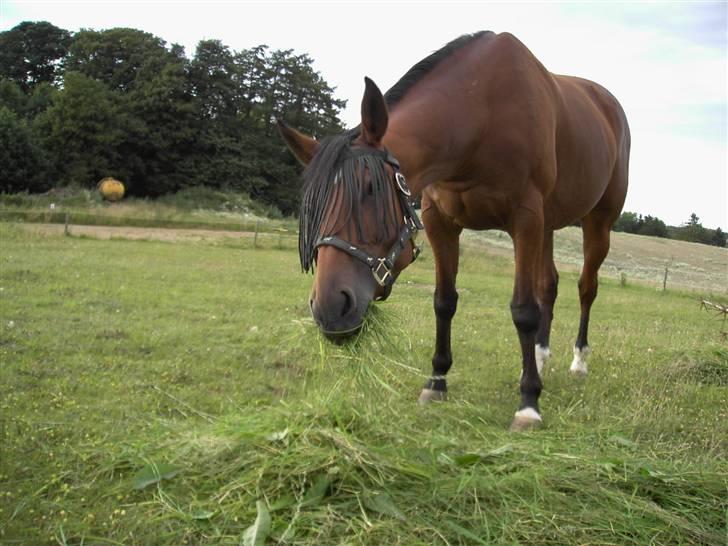 Standardbred Good As Perfect - Smage? :P (foto: mig/kamera) billede 15