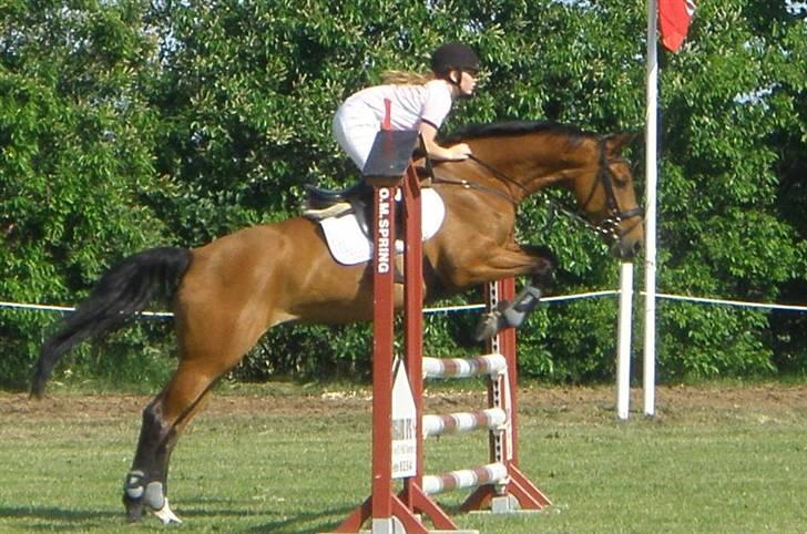 Hannoveraner Amira. - Kongeå billede 19