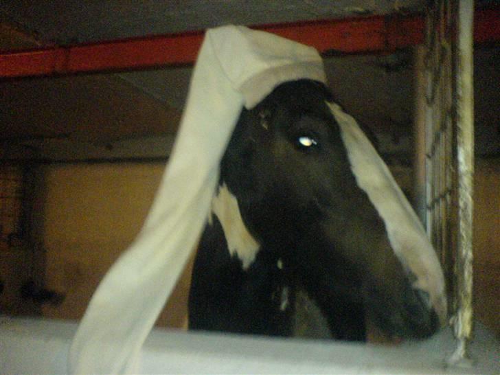 Pinto Solengens Saphir billede 2