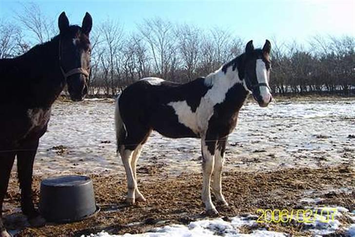Pinto Solengens Saphir billede 4