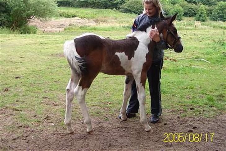Pinto Solengens Saphir billede 5