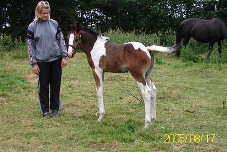 Pinto Solengens Saphir billede 6