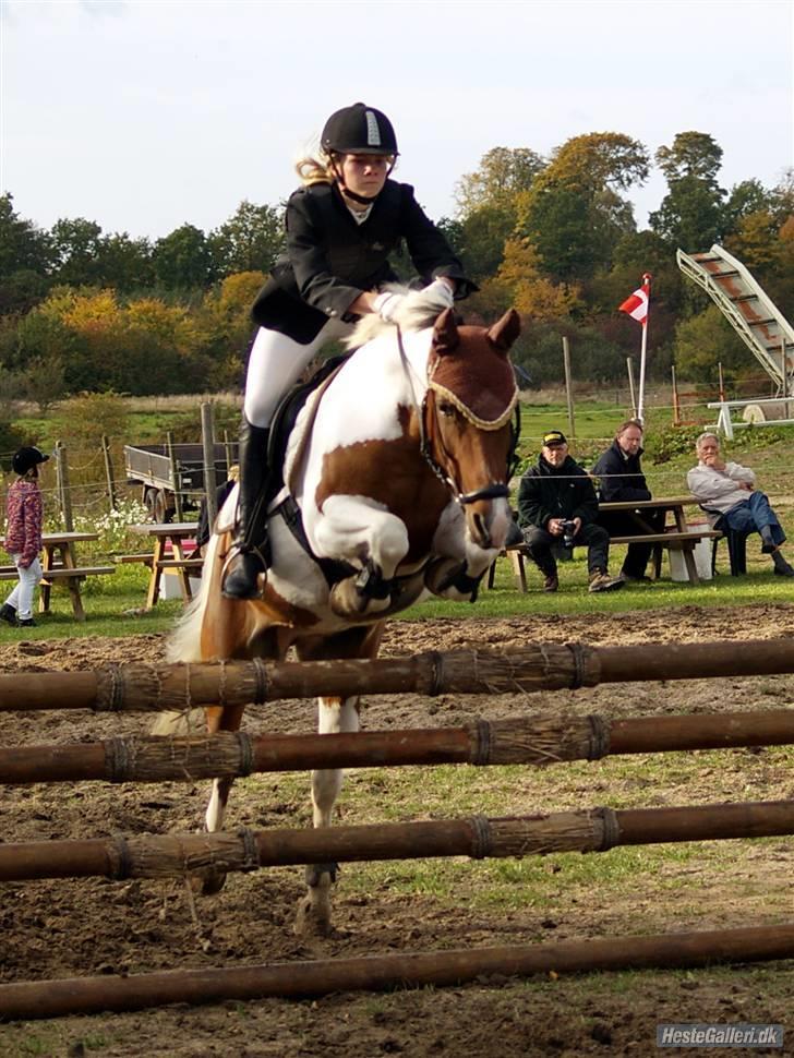 Pinto Gucci <33(solgt) - miig og gucci til stævne på siv.<3 billede 9