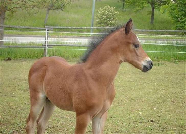 Anden særlig race Faro billede 1