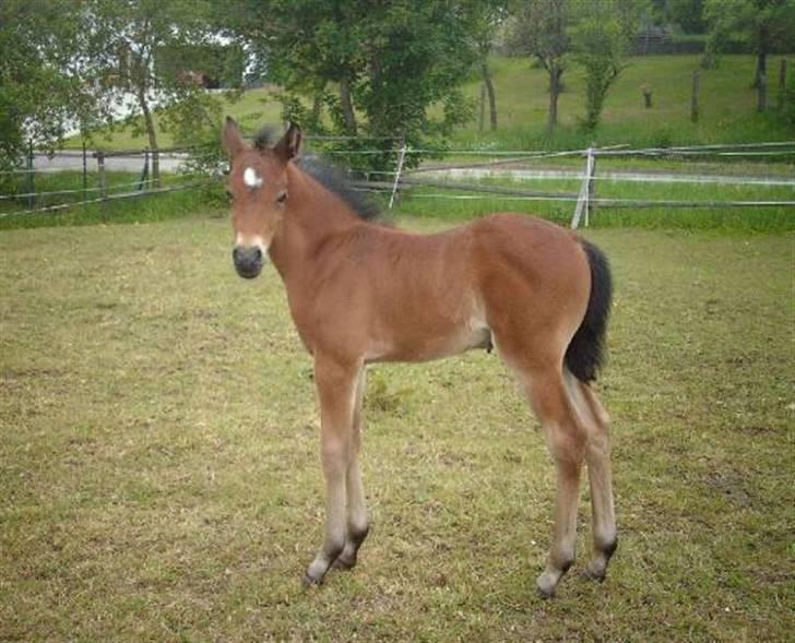 Anden særlig race Faro billede 2