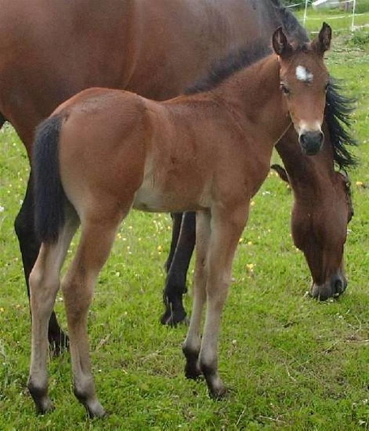 Anden særlig race Faro billede 3