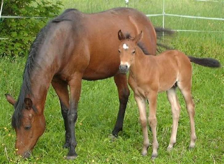 Anden særlig race Faro billede 4