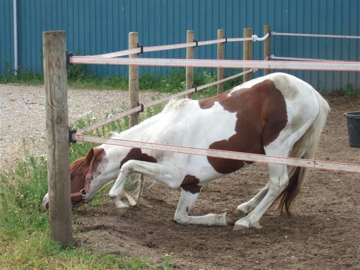 Welsh Partbred (Sec F) Kilmay Prince Pantani  - Lidt sjovt billede af bassen :D billede 18