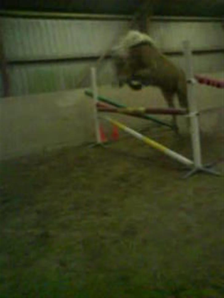 Haflinger Andy kastanjegaard*solgt* - love you. <3 billede 18