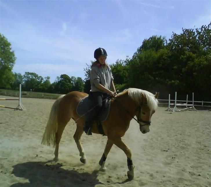 Haflinger Andy kastanjegaard*solgt* - ELSKER det billed. :;) billede 19