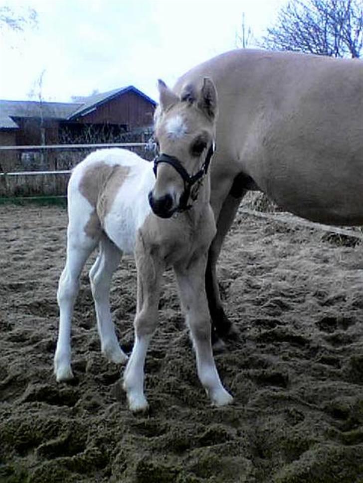 Fjordhest Bella (Død d.19-02 2014) - Føl nr. 2 Cassi billede 15