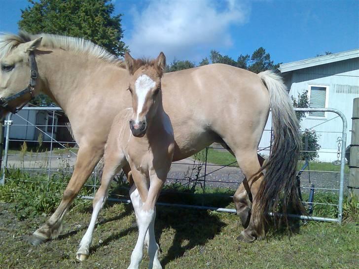 Fjordhest Bella (Død d.19-02 2014) - Føl nr. 3 Galante Marki billede 18
