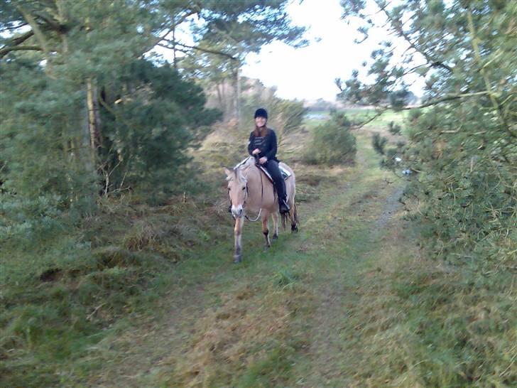 Fjordhest Bella (Død d.19-02 2014) billede 19