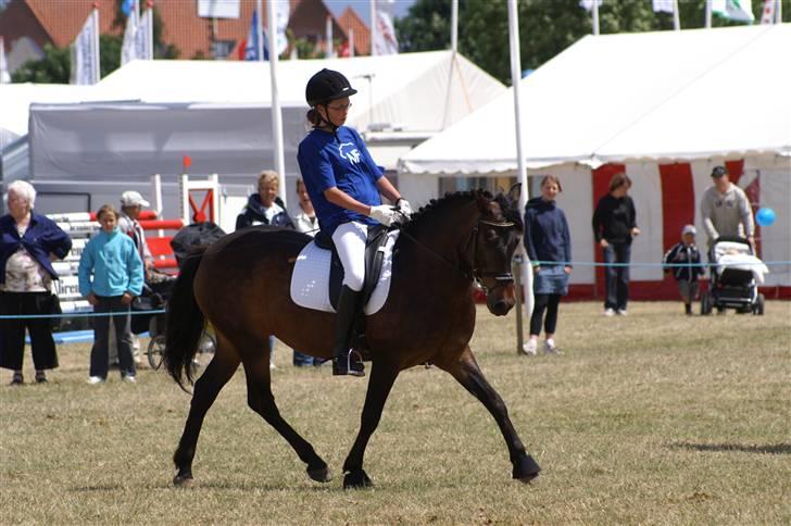 New Forest Elmholts Janeth - SOLGT - - Min lille hyp og jeg i kvadrille på Det Fynske Dyrskue 2008...<33 billede 1