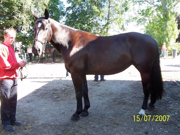 Oldenborg Diosa af stensbjerg - min bror der holder diosa inden hun skulle ind i hallen og være løs  billede 6