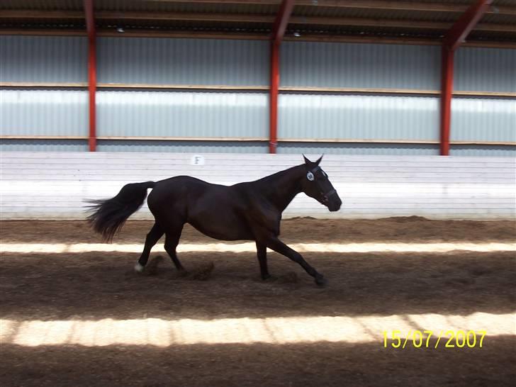 Oldenborg Diosa af stensbjerg - hun er løs i hallen.  billede 7