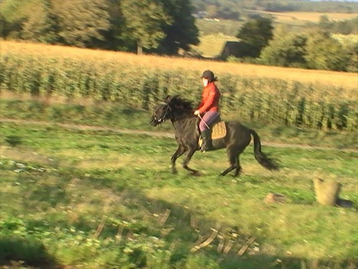 Anden særlig race Yasmin $ilke*solgt - 10: galop  4 år billede 10