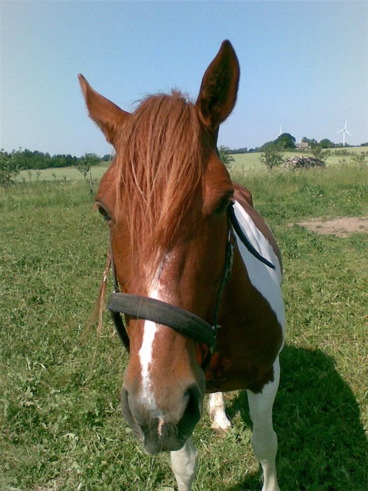 Pinto Mr 'Crazy Horse' Geronimo billede 9