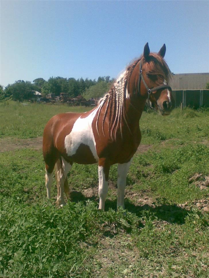 Pinto Mr 'Crazy Horse' Geronimo billede 11