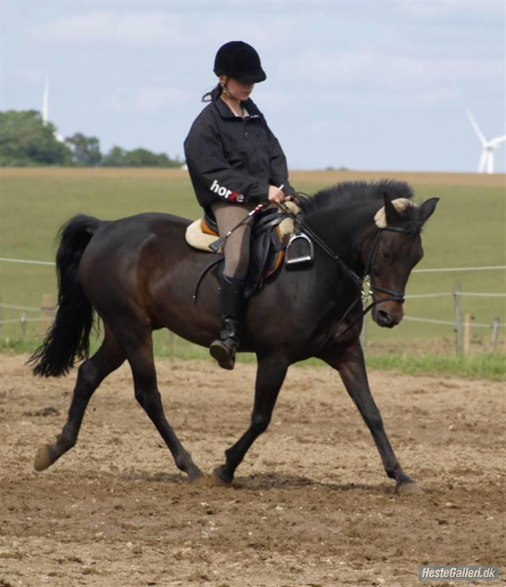 New Forest StaldBakkens IbrahimSOLGT - Dressur - Foto: Kimie Dehn. billede 8