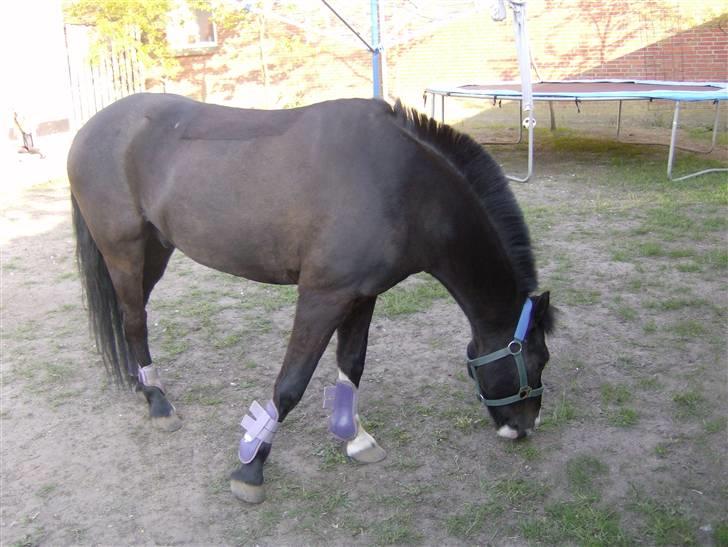 DSP sherrydan billede 10