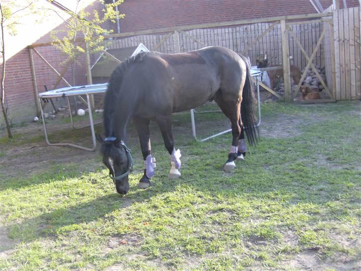 DSP sherrydan billede 11