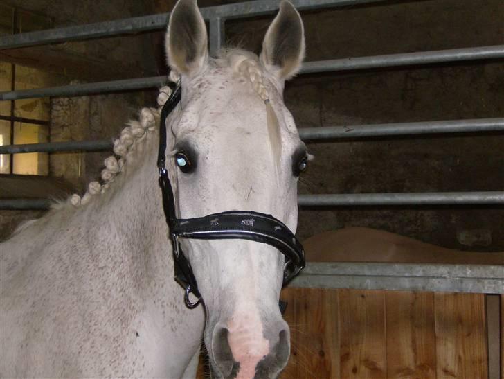 Anden særlig race siox - siox billede 12