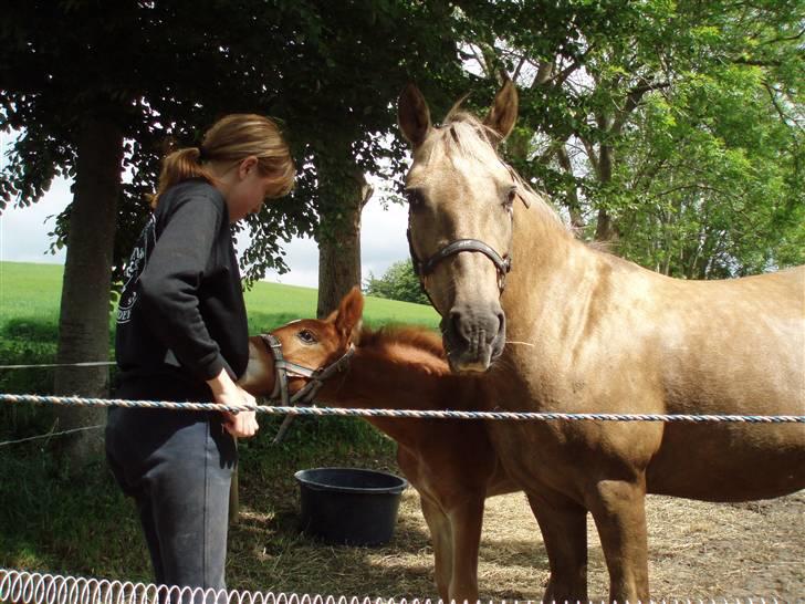 Anden særlig race R.I.P. Blondie ll - hey. velkommen til skønne Blondies profil. :) billede 1
