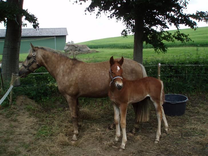 Anden særlig race R.I.P. Blondie ll - blondie, m. føl. (sunshine) billede 2