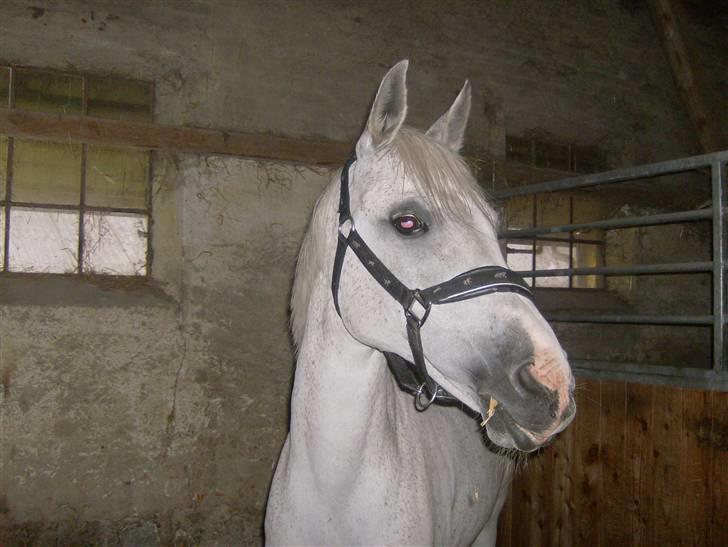 Anden særlig race siox - model billede 13