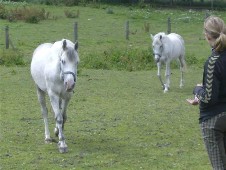 Anden særlig race siox - os billede 14