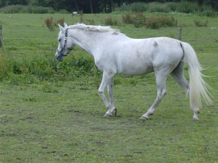 Anden særlig race siox - siox siox billede 15