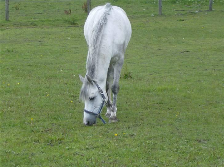 Anden særlig race Milky way - mig igen hihi billede 13