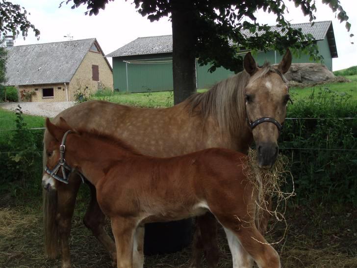 Anden særlig race R.I.P. Blondie ll billede 3